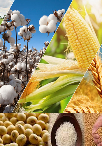 Specialized in the supply chain of Agricultural Commodities